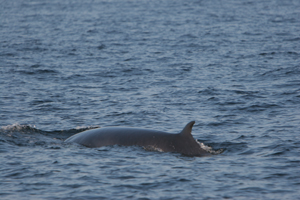 Minke whale, 220807 W Cork © Padraig Whooley, IWDG